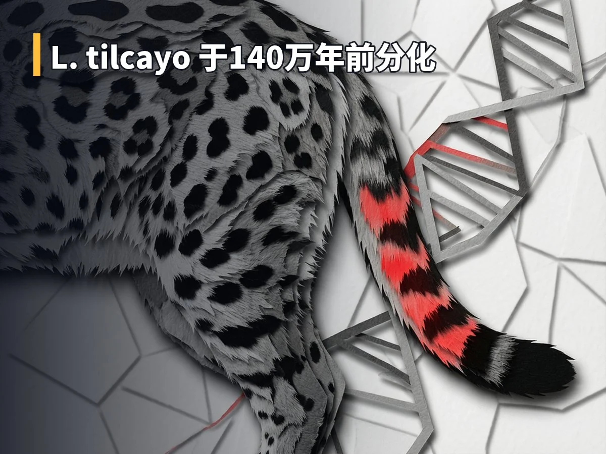 L. tilcayo 于140万年前分化