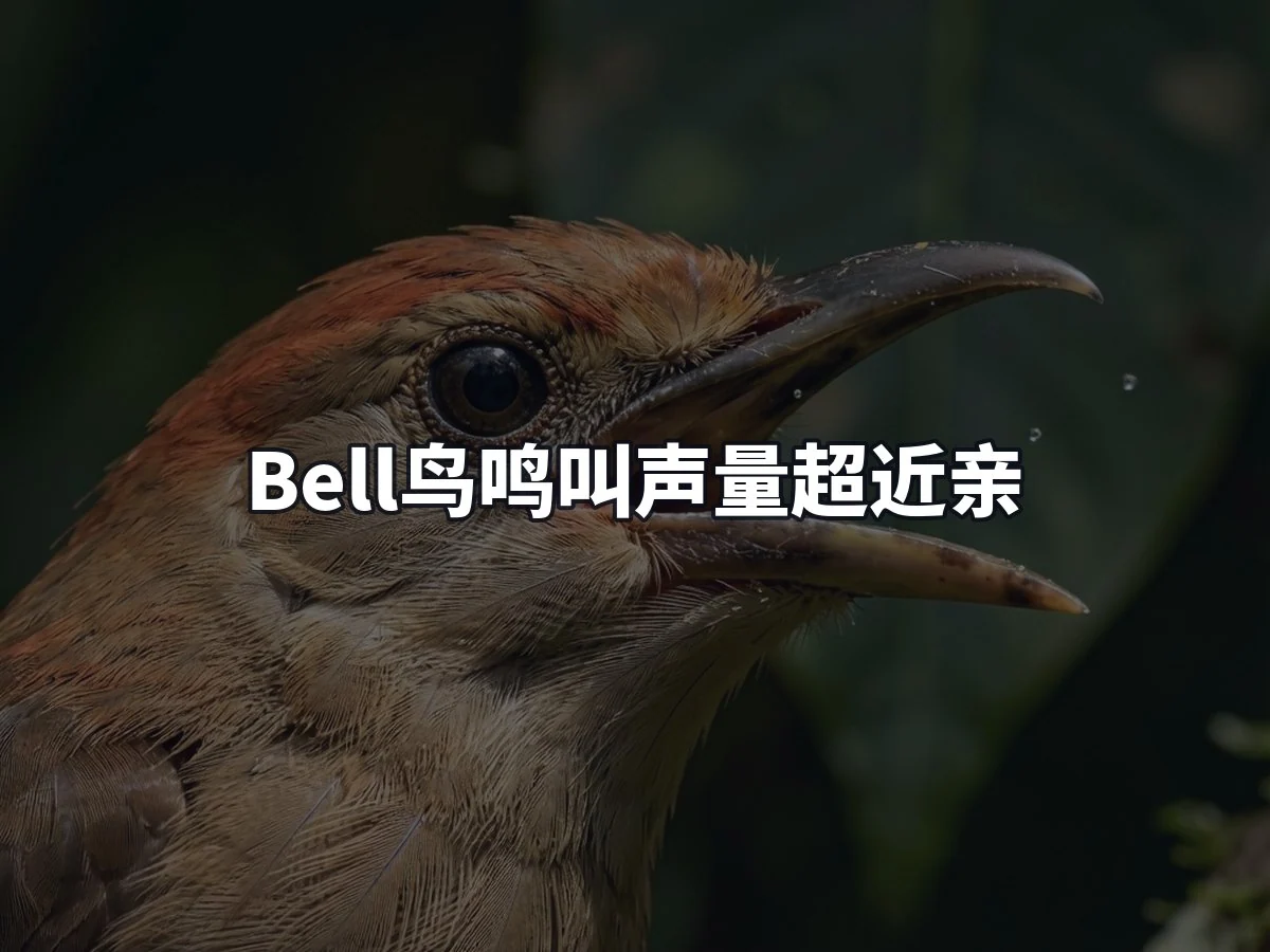 Bell鸟鸣叫声量超近亲