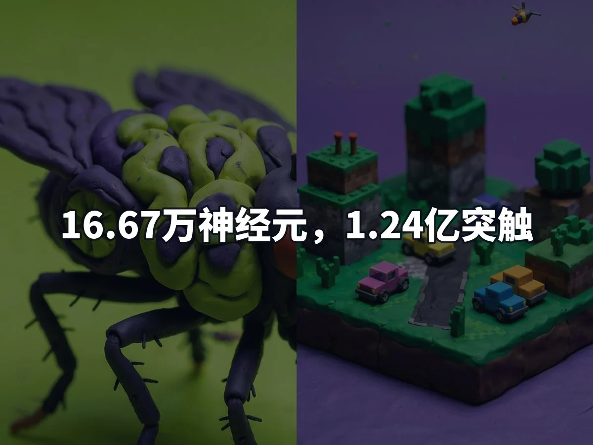 16.67万神经元,1.24亿突触