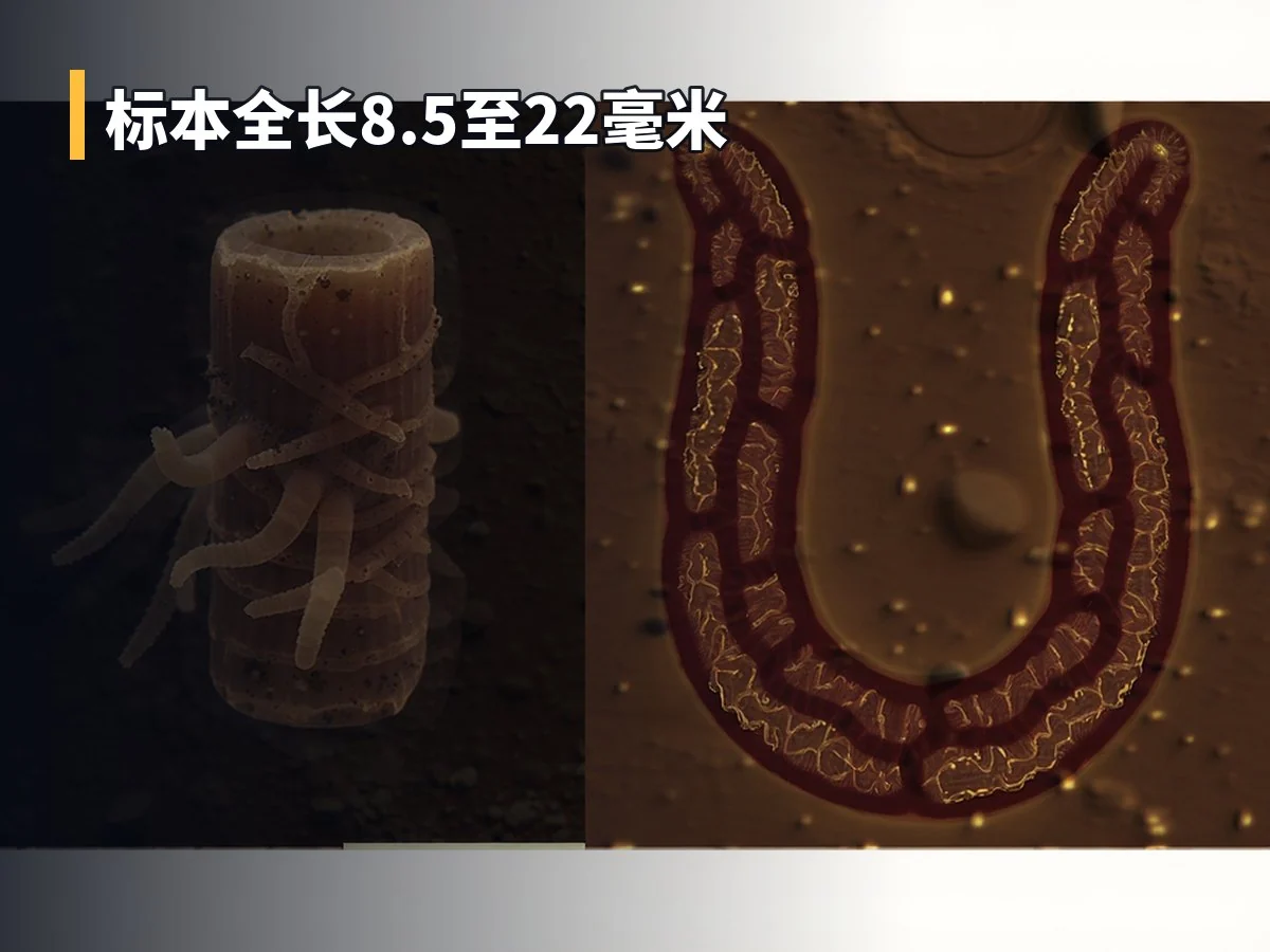 标本全长8.5至22毫米