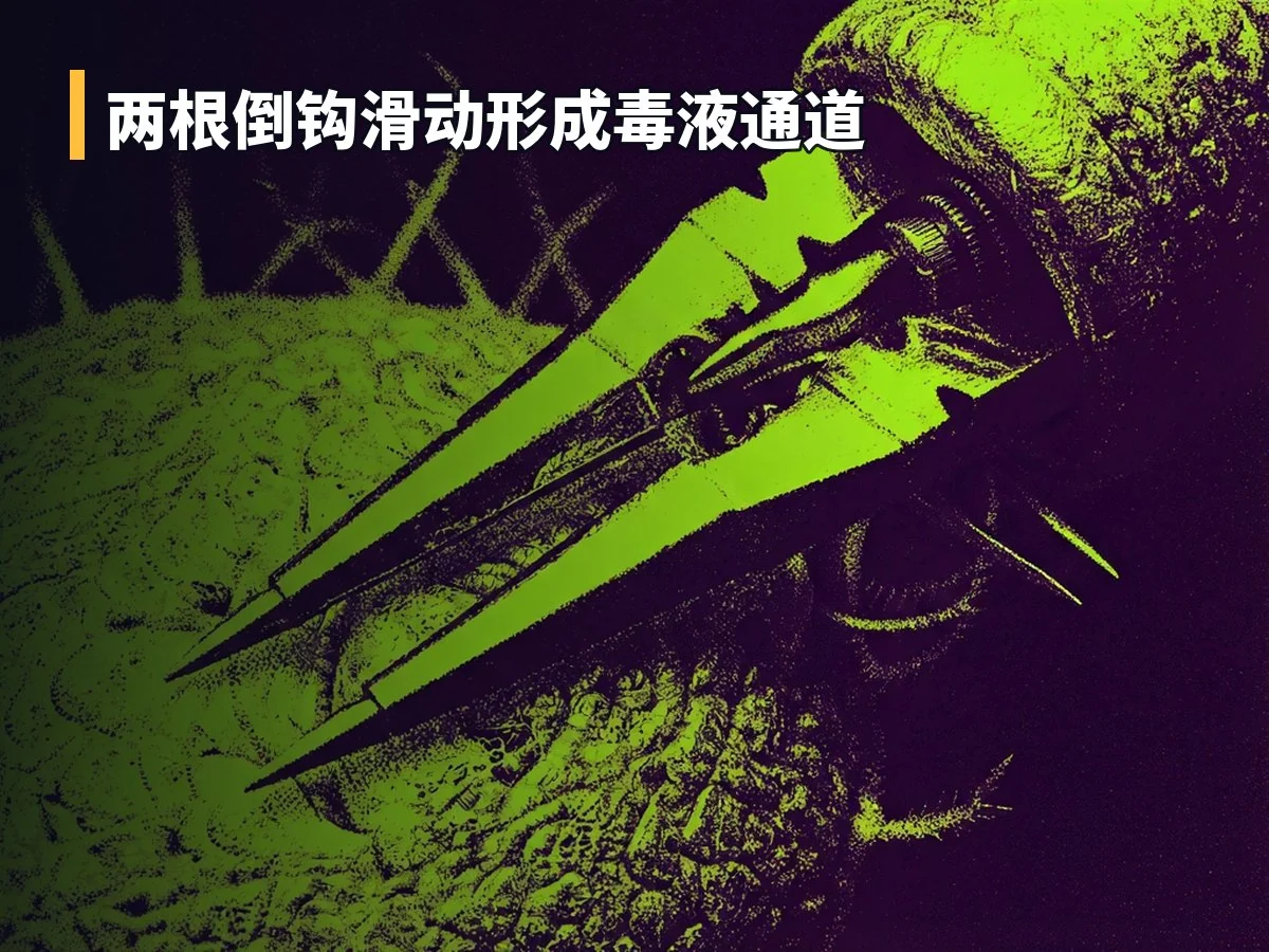 两根倒钩滑动形成毒液通道