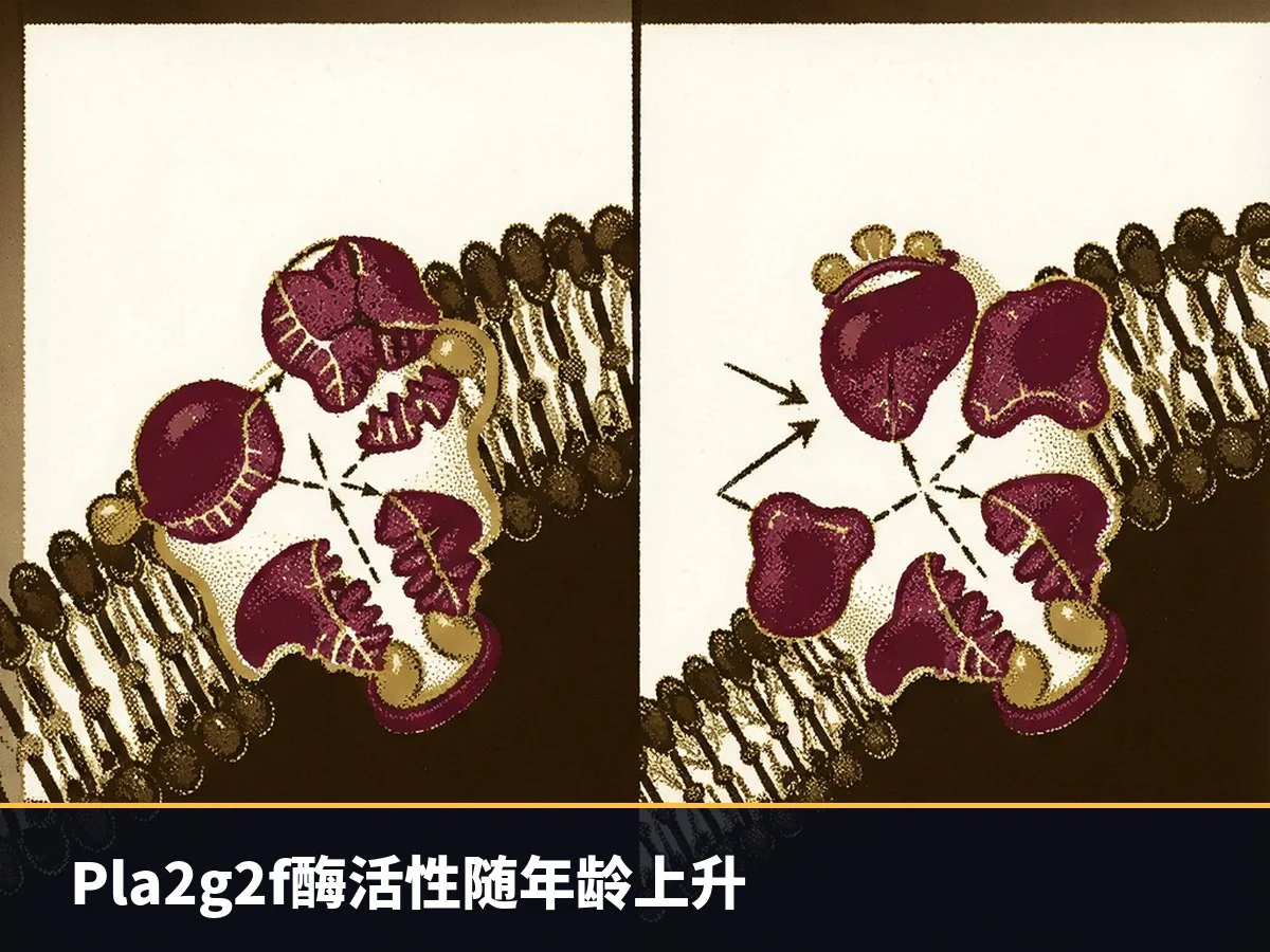 Pla2g2f酶活性随年龄上升