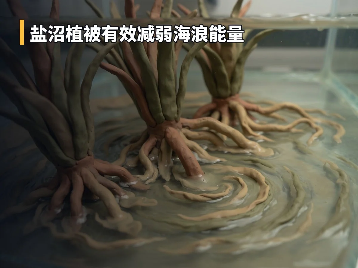 盐沼植被有效减弱海浪能量