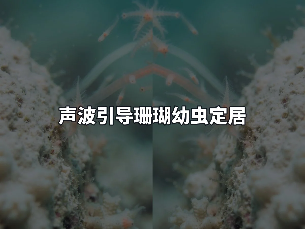 声波引导珊瑚幼虫定居