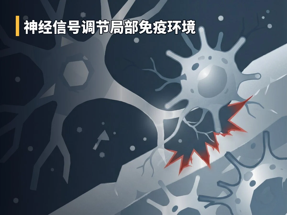 神经信号调节局部免疫环境