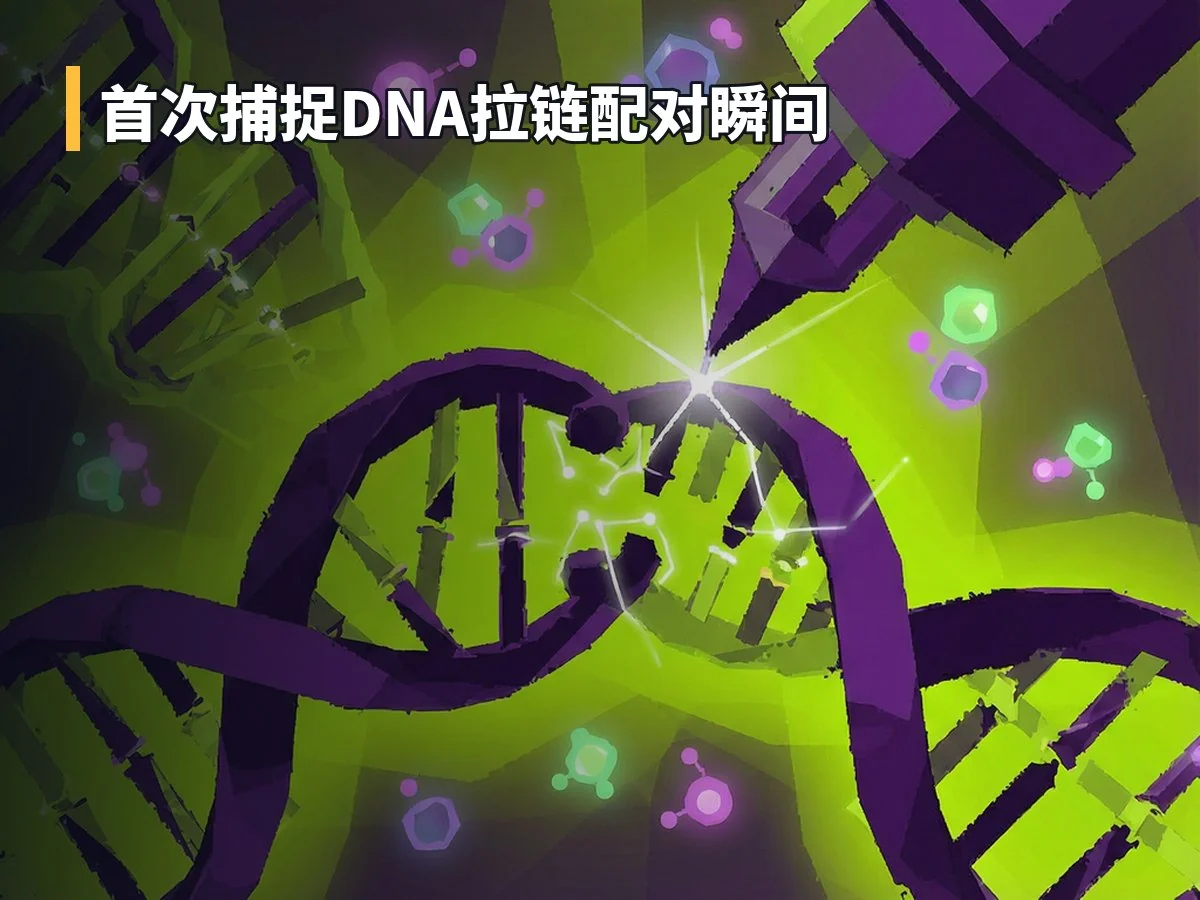 首次捕捉DNA拉链配对瞬间