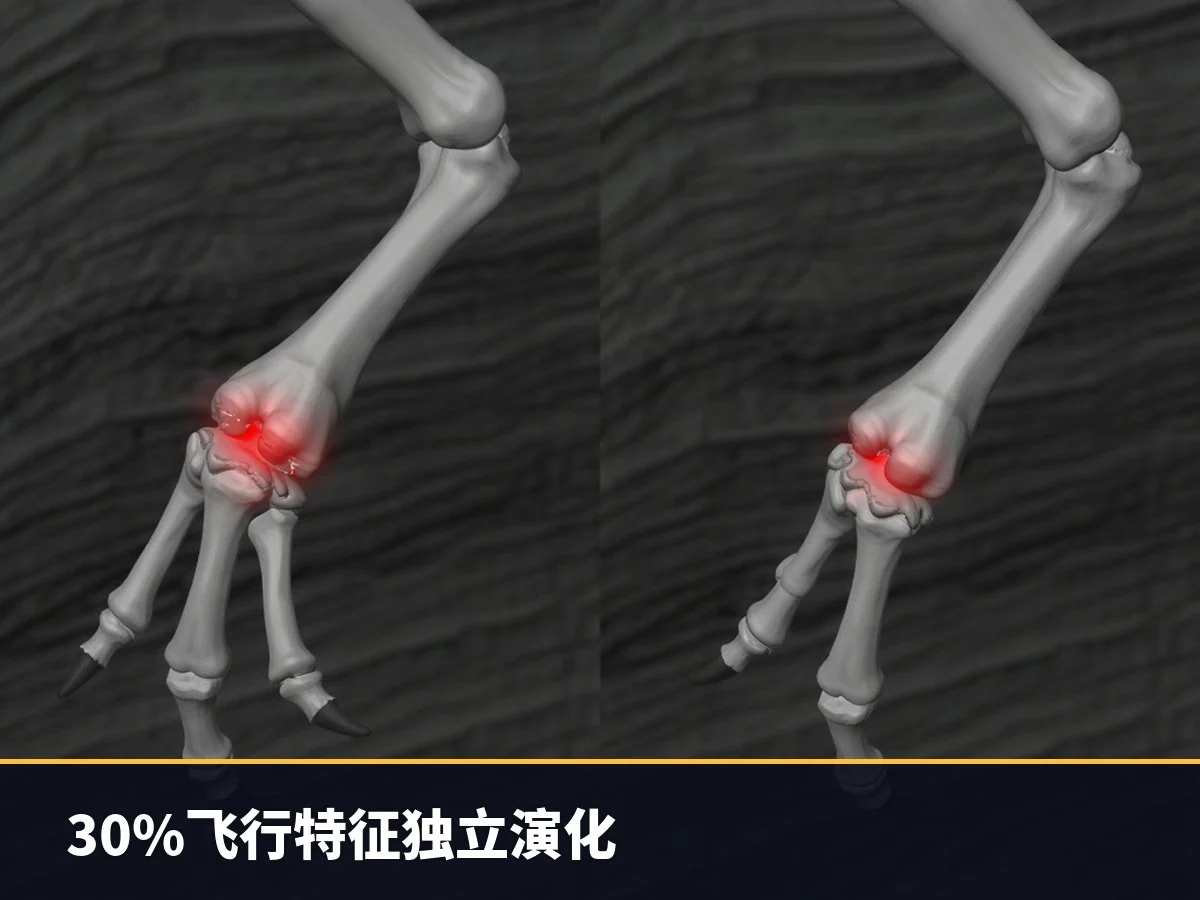 30%飞行特征独立演化