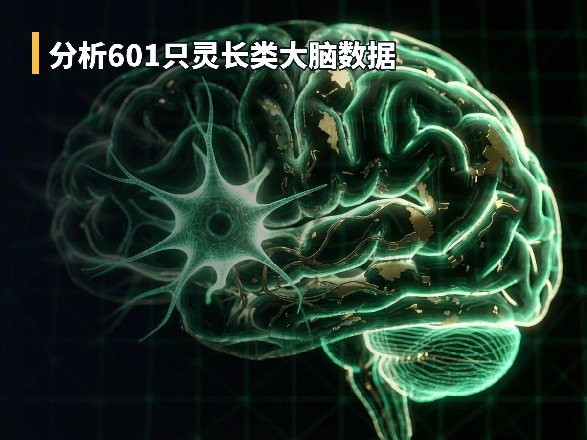分析601只灵长类大脑数据