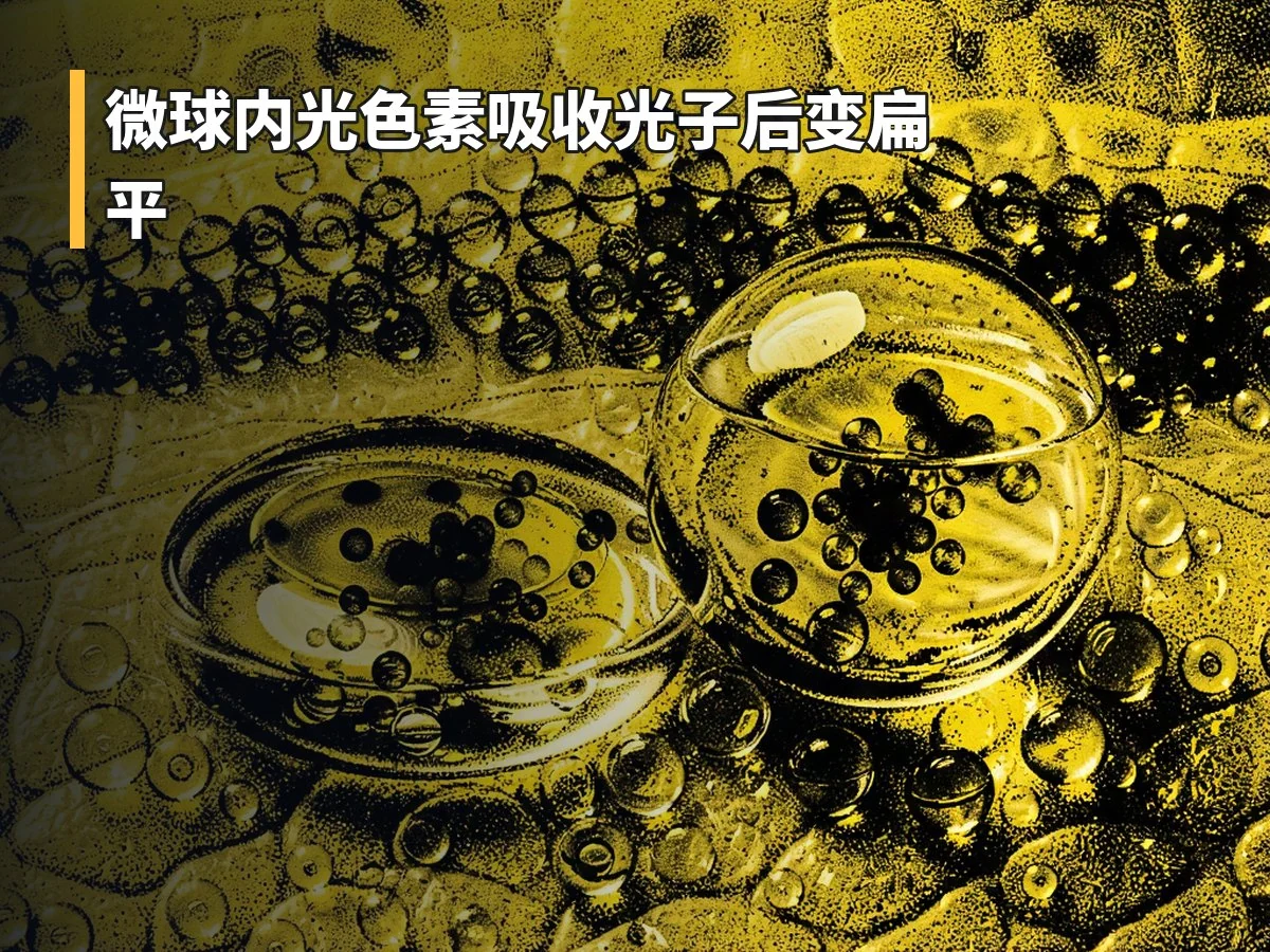 微球内光色素吸收光子后变扁平