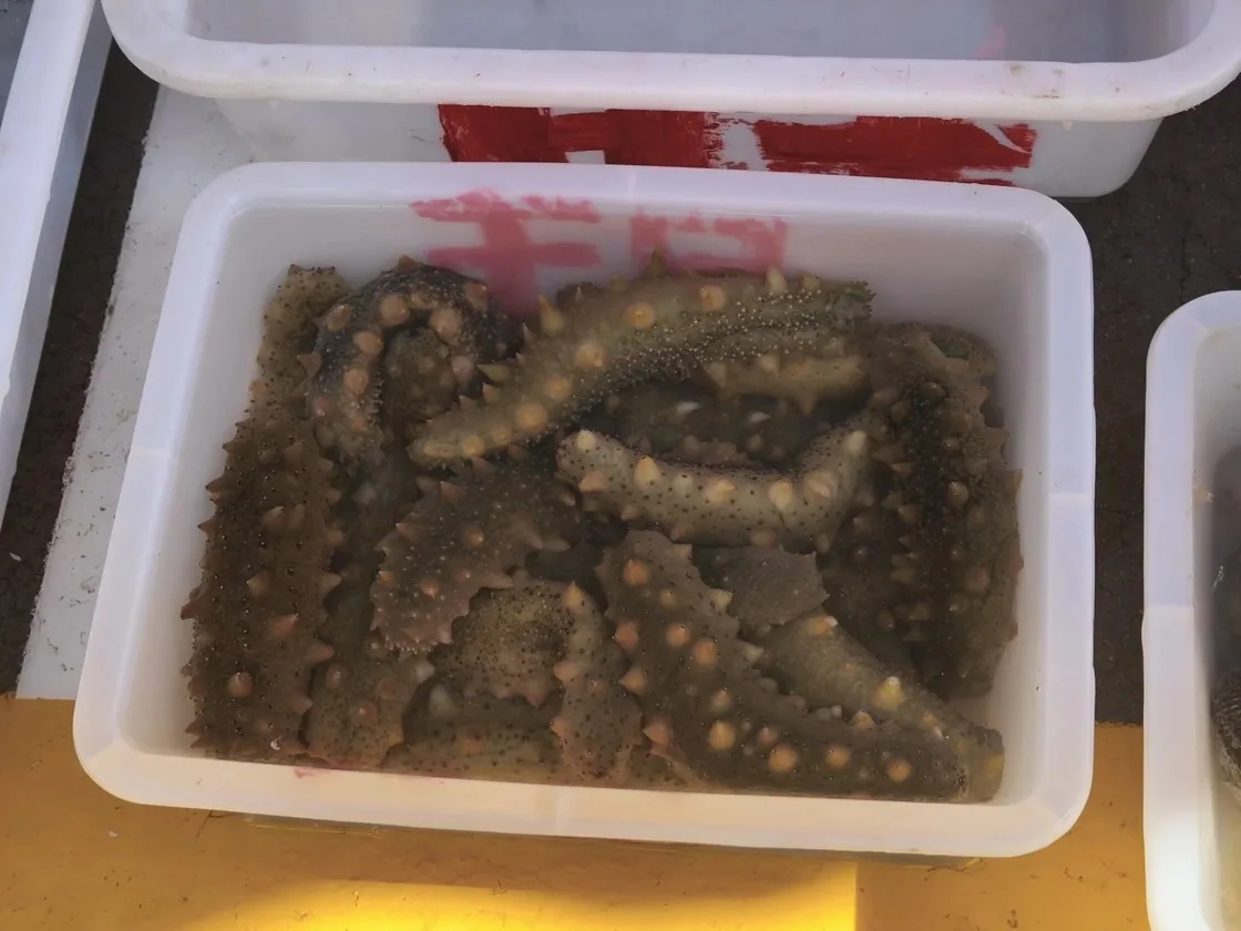 海源公园鱼市的白色塑料箱里堆满带刺的大海参,箱壁刷着红漆字