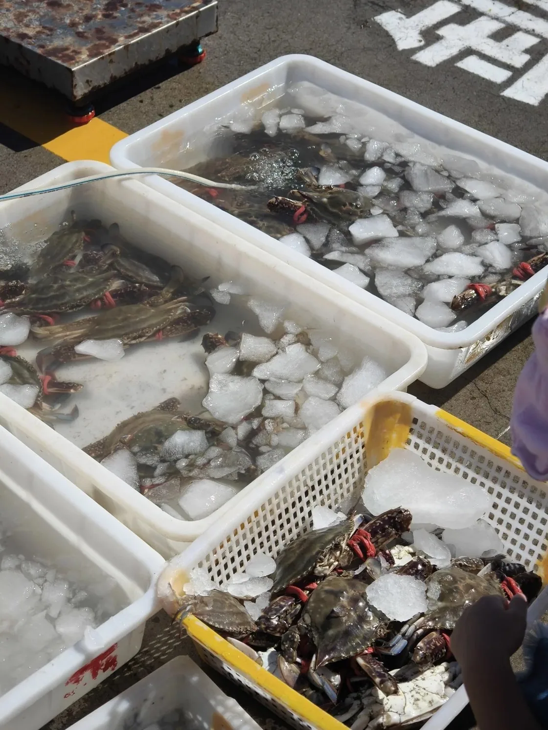 海源公园鱼市摊位上,几箱碎冰镇着绑红皮筋的梭子蟹